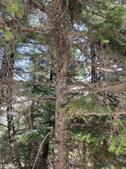 Abies cephalonica