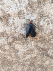 Apistosia judas