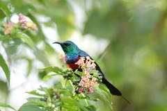 Cinnyris erythrocercus