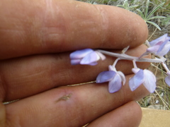 Lupinus caudatus caudatus