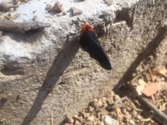 Apistosia judas