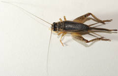 Lepidogryllus comparatus