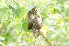 Cinnyris erythrocercus