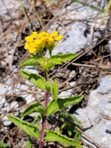 Lantana depressa