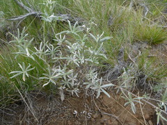 Lupinus caudatus caudatus