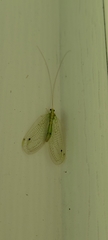 Leucochrysa insularis