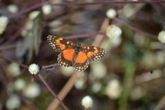 Chlosyne lacinia saundersi