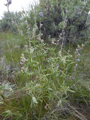 Lupinus caudatus caudatus