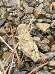 Trimerotropis occidentalis