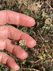 Hemizonia congesta luzulifolia
