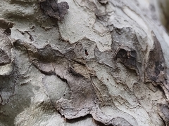 Camponotus sayi