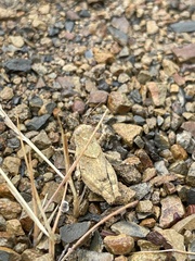 Trimerotropis occidentalis