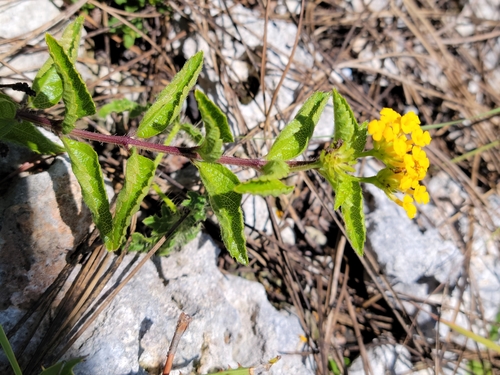 Lantana depressa