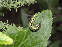 Cucullia canariensis