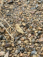 Trimerotropis occidentalis