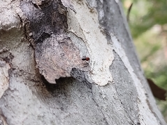 Camponotus sayi