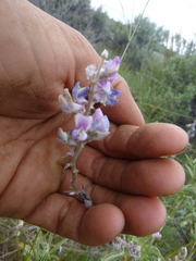Lupinus caudatus caudatus
