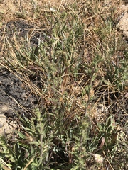 Hemizonia congesta luzulifolia