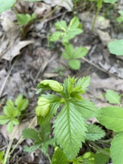 Taphrina tormentillae