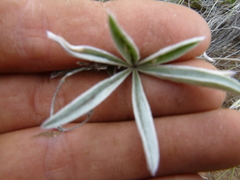 Lupinus caudatus caudatus