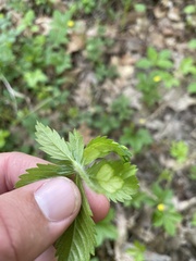 Taphrina tormentillae