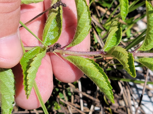 Lantana depressa