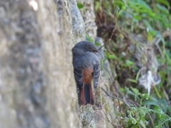 Phoenicurus ochruros