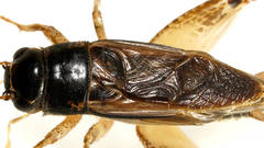 Lepidogryllus comparatus