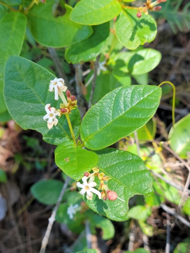 Wild guave (Guettarda scabra)