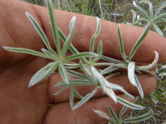 Lupinus caudatus caudatus