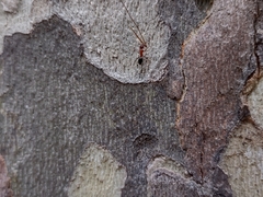 Camponotus sayi