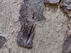 Camponotus sayi