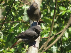 Phoenicurus ochruros