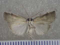 Thriponea melanograpta