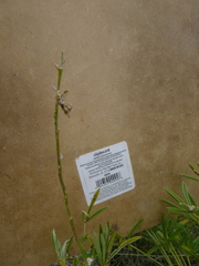Lupinus arbustus