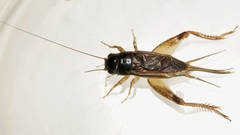 Lepidogryllus comparatus