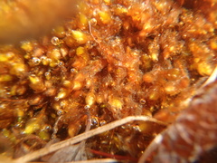 Platyhypnum duriusculum