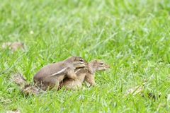 Euxerus erythropus