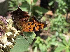 Polygonia interrogationis