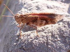 Oedipoda miniata