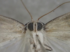 Thriponea melanograpta