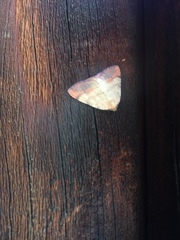 Drepanulatrix carnearia