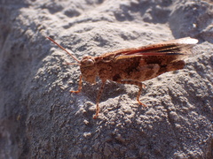 Oedipoda miniata