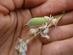 Lupinus arbustus