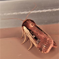 Ochropleura