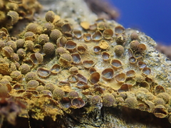 Perichaena corticalis