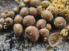 Perichaena corticalis