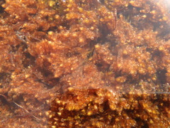 Platyhypnum duriusculum