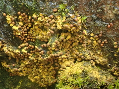 Perichaena corticalis