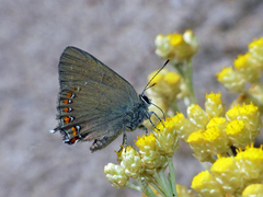 Satyrium esculi
